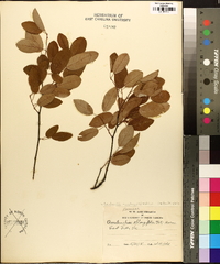 Amelanchier canadensis image