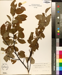 Amelanchier canadensis image