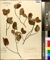 Amelanchier canadensis image