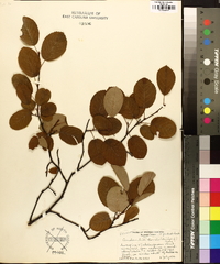 Amelanchier obovalis image