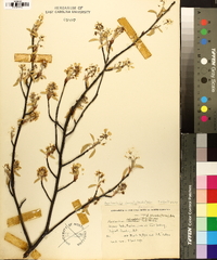 Amelanchier obovalis image