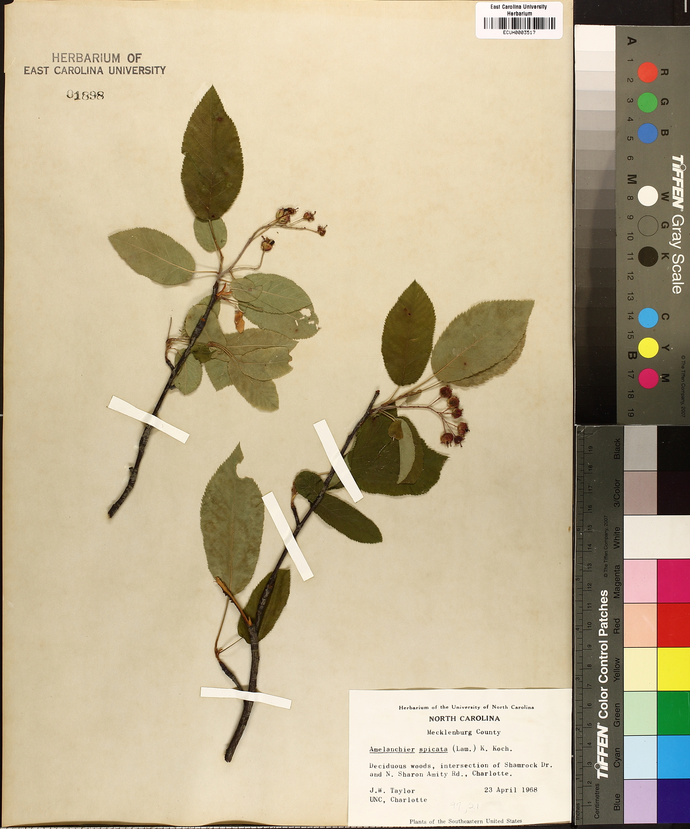 Amelanchier spicata image