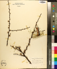 Prunus angustifolia image