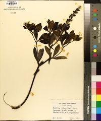 Baptisia cinerea image