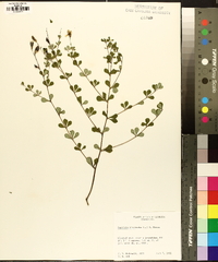 Baptisia tinctoria image