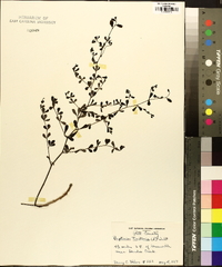 Baptisia tinctoria image