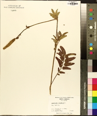 Sanguisorba canadensis image