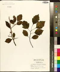 Crataegus viridis image