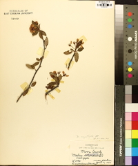 Malus angustifolia image