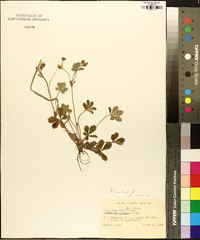 Potentilla canadensis image