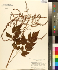 Astilbe biternata image