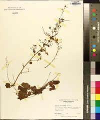 Heuchera parviflora image