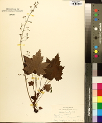 Heuchera villosa image