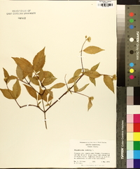 Philadelphus inodorus image