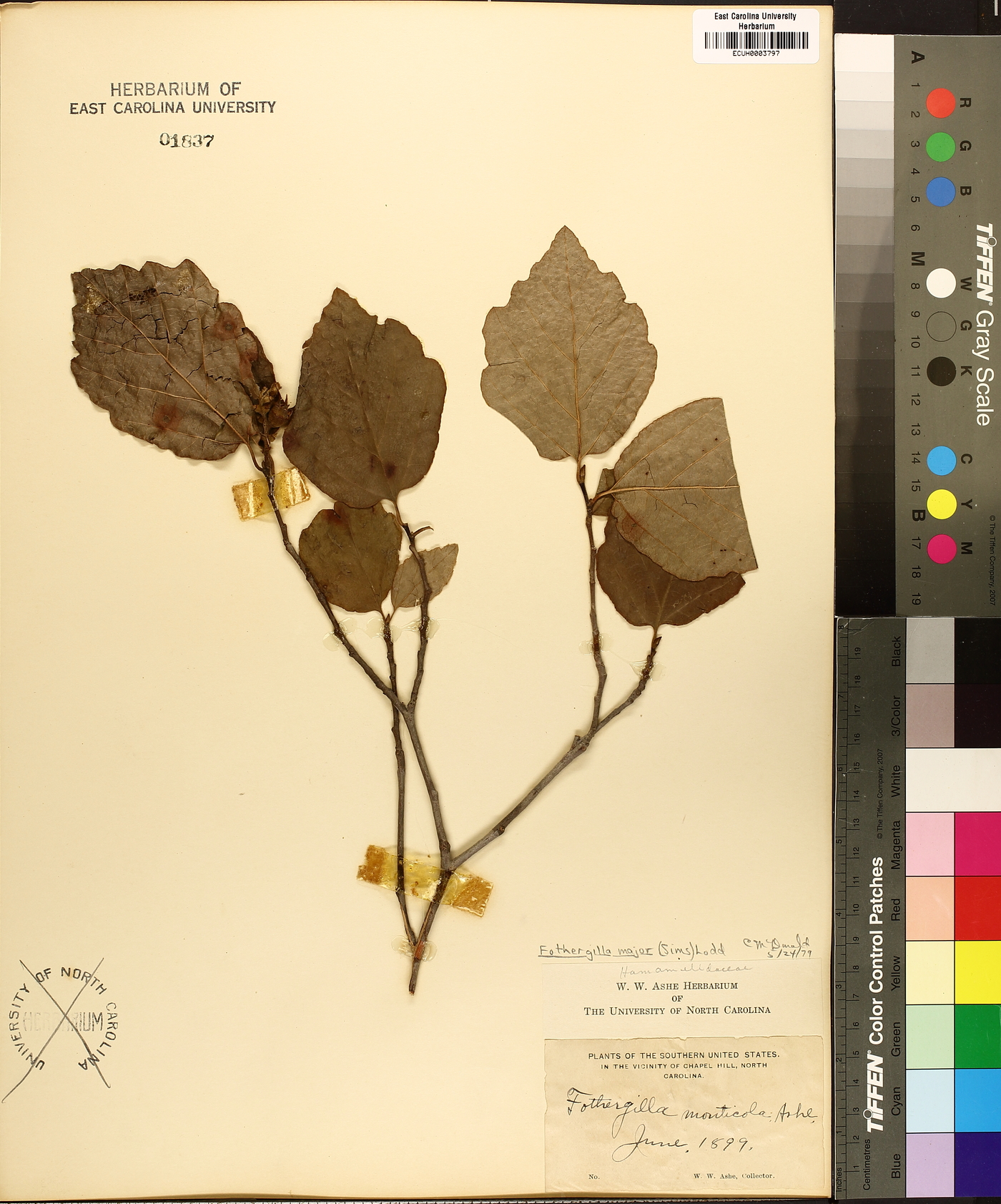 Fothergilla major image