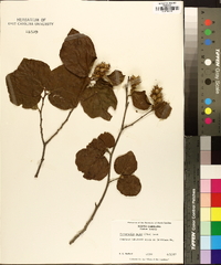 Fothergilla major image