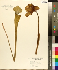 Sarracenia flava image