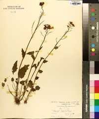 Cardamine bulbosa image