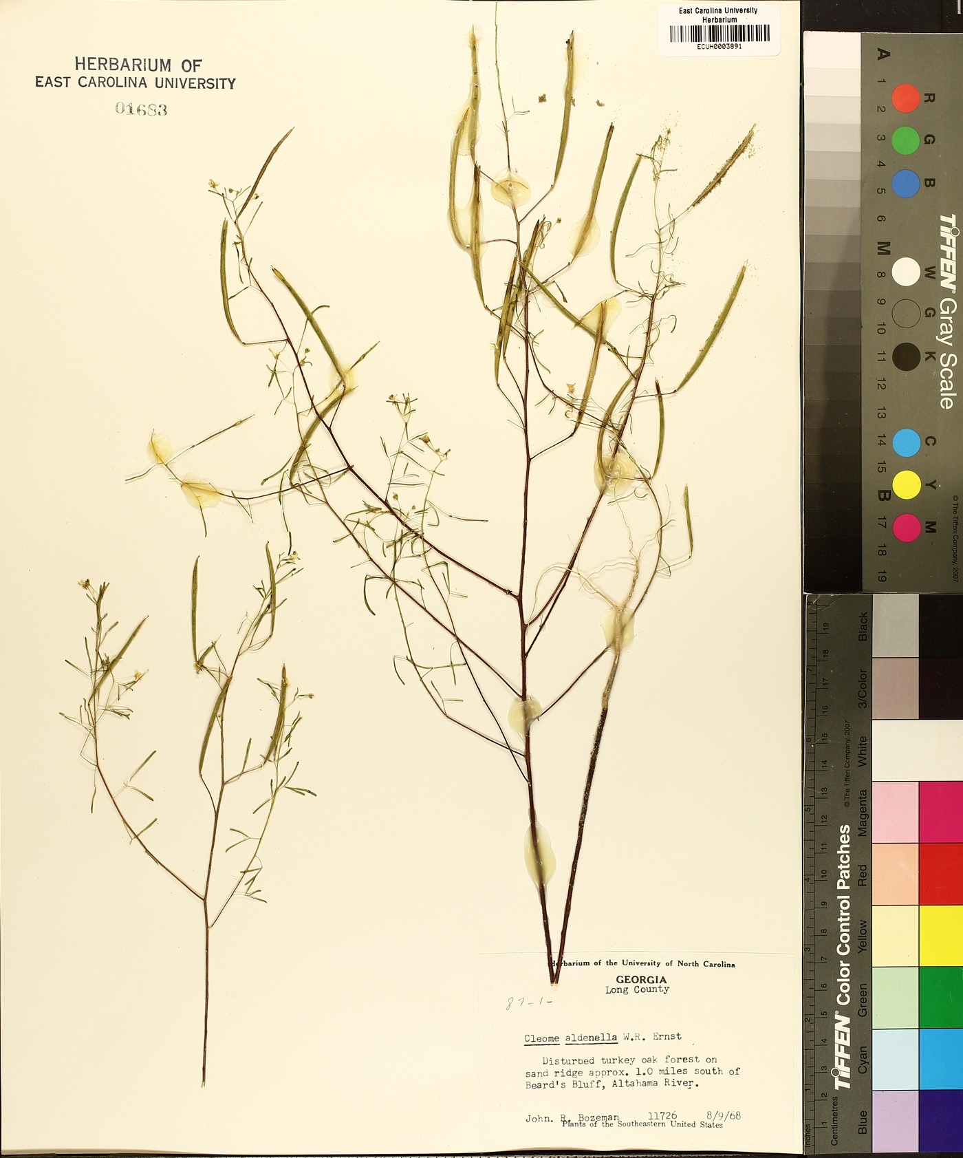 Cleome aldenella image