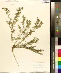 Lepidium didymum image