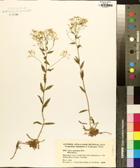 Draba ramosissima image