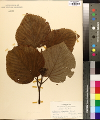 Viburnum lantanoides image