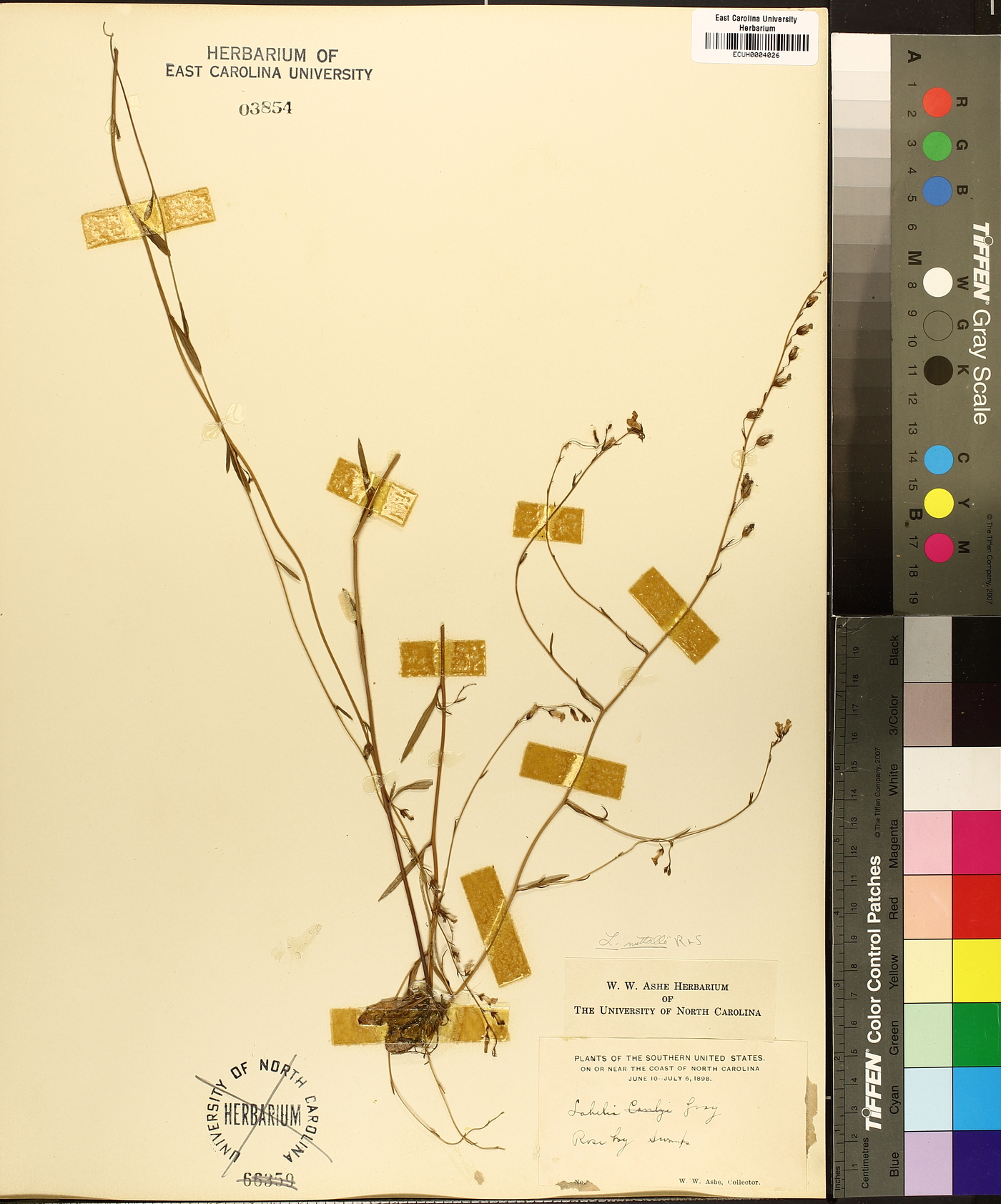 Lobelia nuttallii image