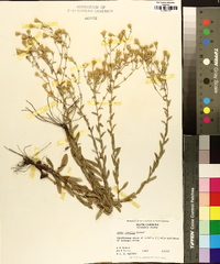 Aster gracilis image