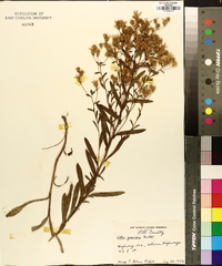 Aster gracilis image