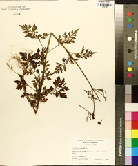 Bidens bipinnata image