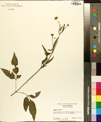 Bidens pilosa image