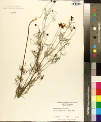 Coreopsis verticillata image