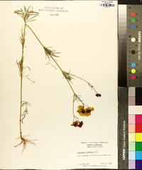 Coreopsis tinctoria image