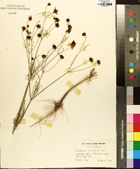 Coreopsis tinctoria image