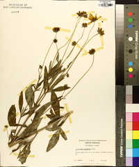 Coreopsis pubescens image