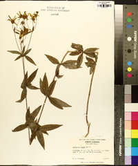 Coreopsis major image