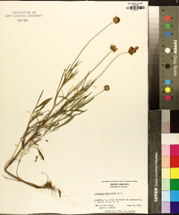 Coreopsis grandiflora image