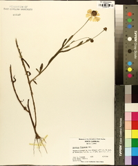 Helenium flexuosum image