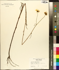 Helianthus angustifolius image