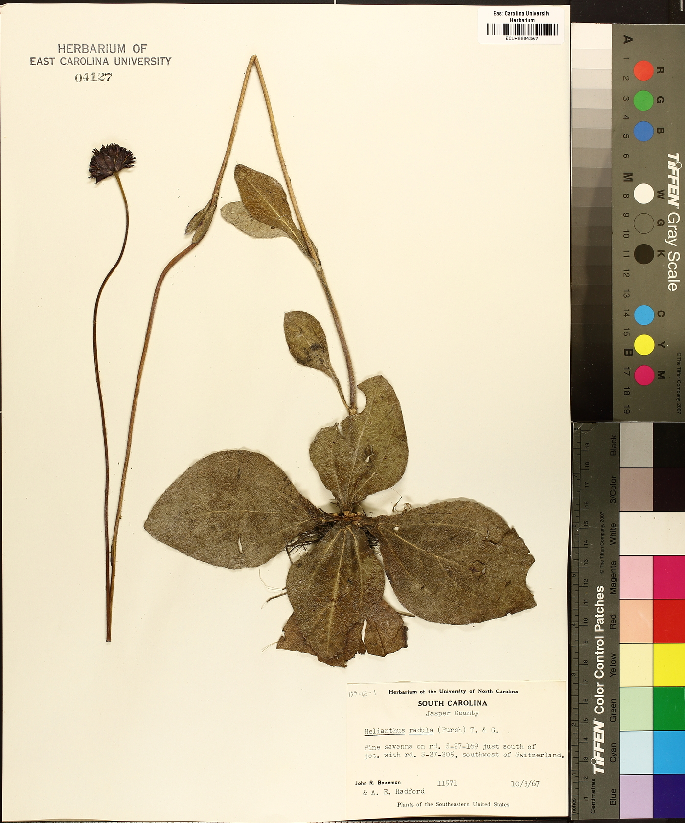 Helianthus radula image
