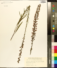 Liatris gracilis image