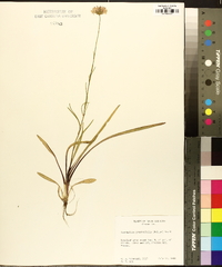 Marshallia graminifolia image