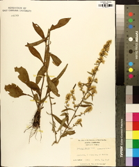 Solidago erecta image