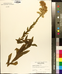 Solidago fistulosa image