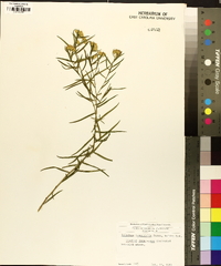 Solidago tenuifolia image