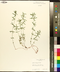 Galium uniflorum image