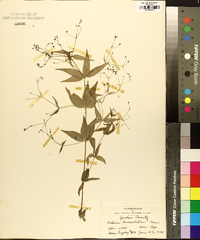 Galium lanceolatum image