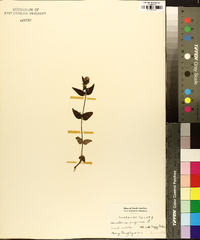Houstonia purpurea image