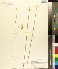 Utricularia juncea image