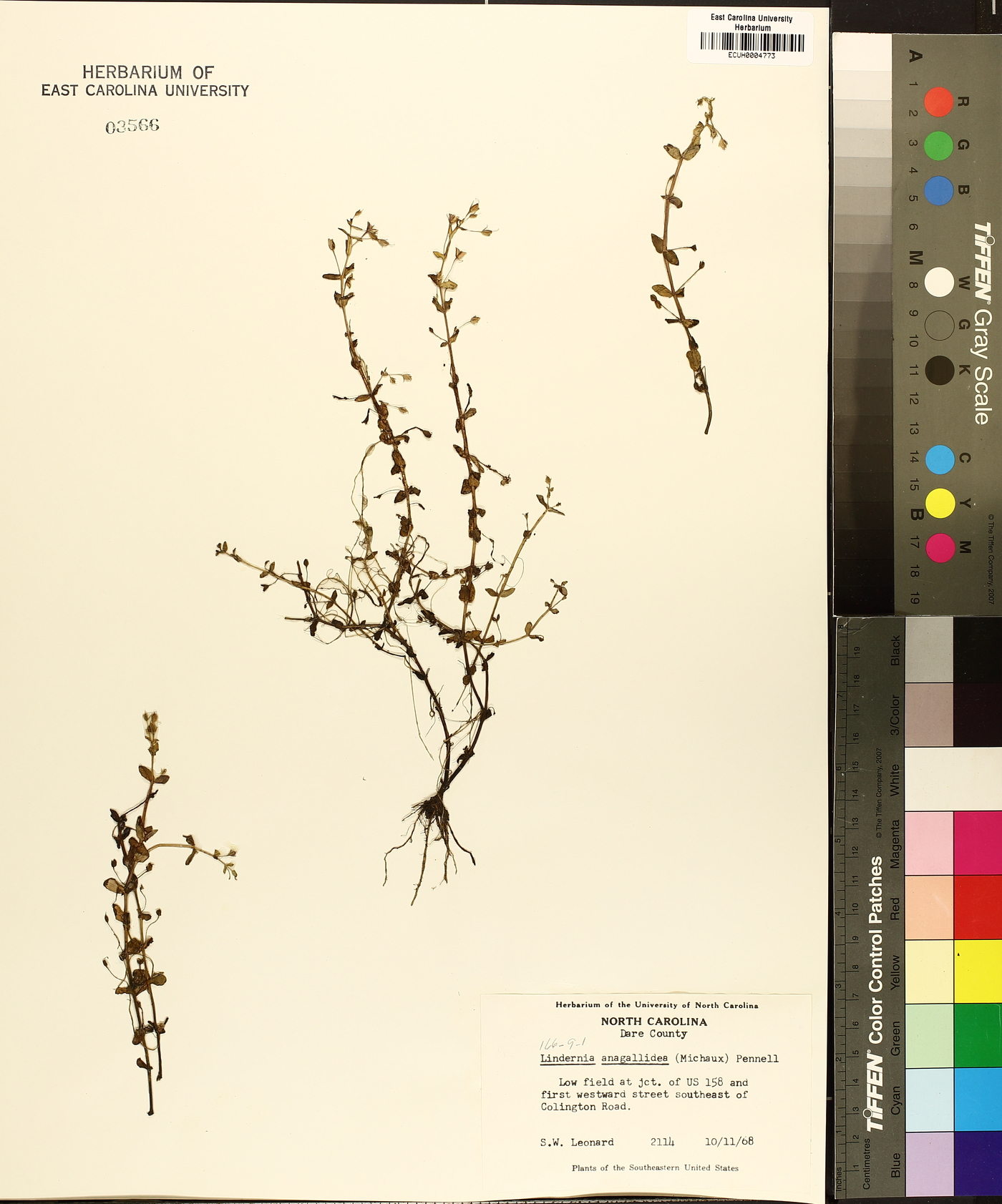 Lindernia dubia var. anagallidea image